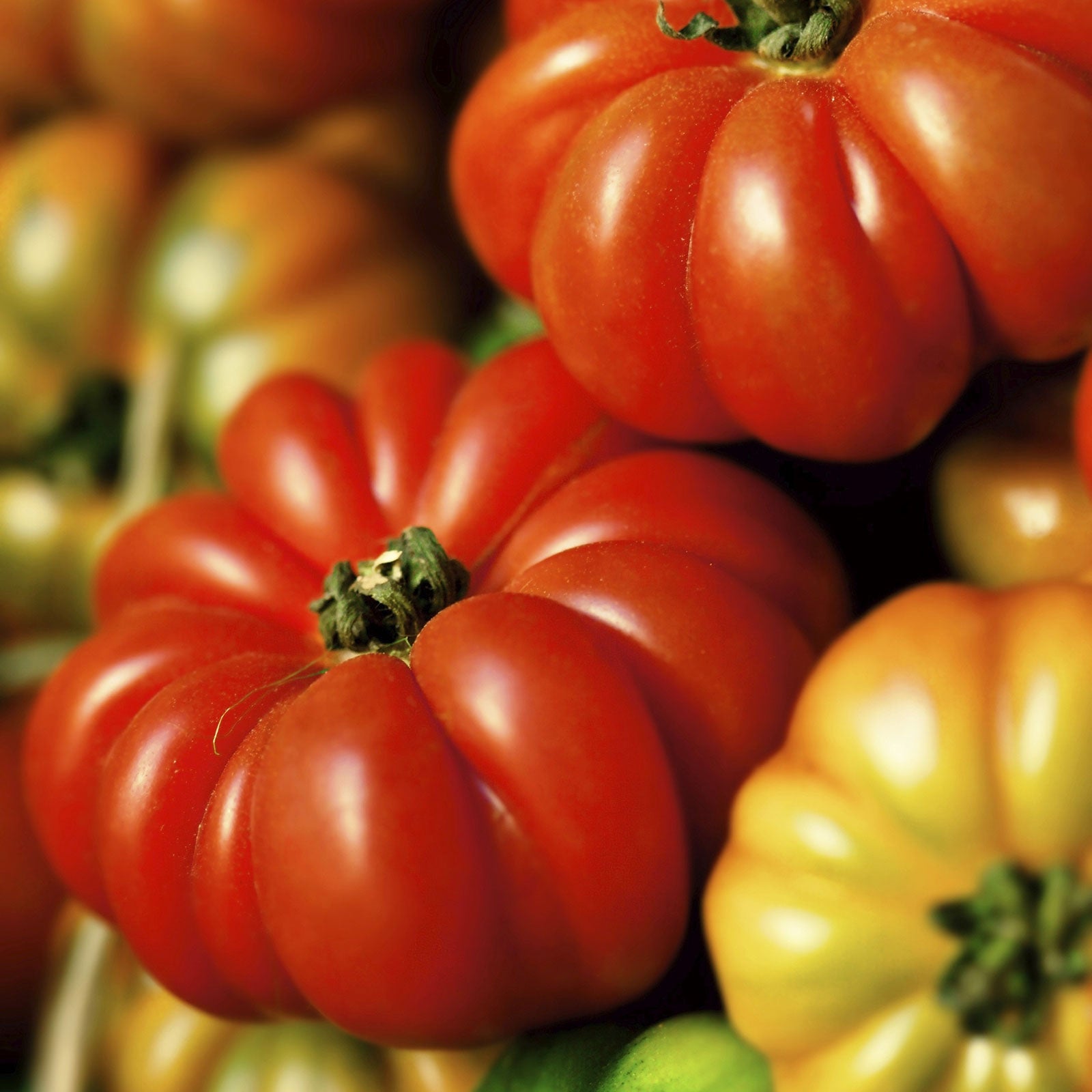 Tomato Seeds - Costoluto Genovese