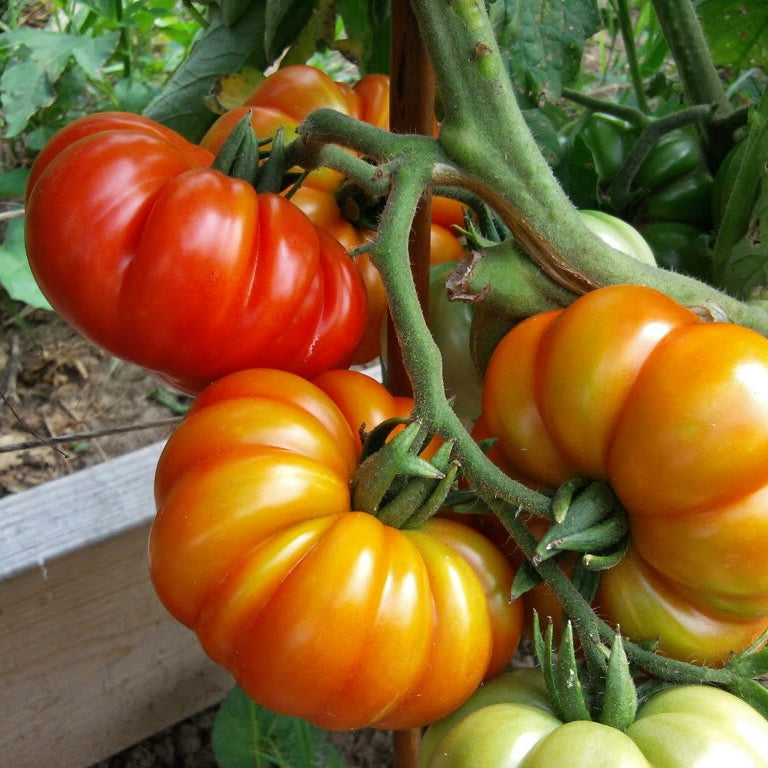 Tomato Seeds - Cuostralee