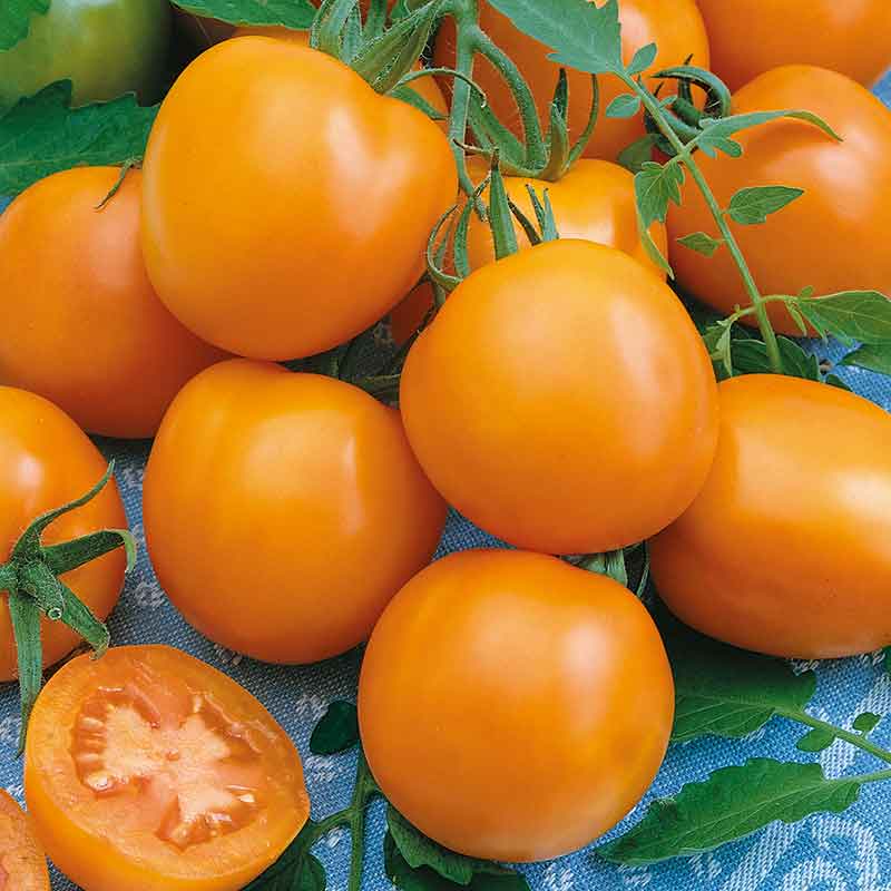 Tomato Seeds - Druzba