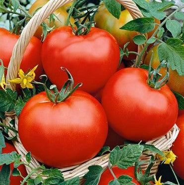 Tomato Seeds - Floradade