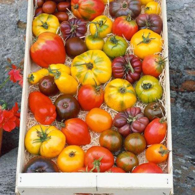 Tomato Seeds - Heirloom Rainbow Mixture