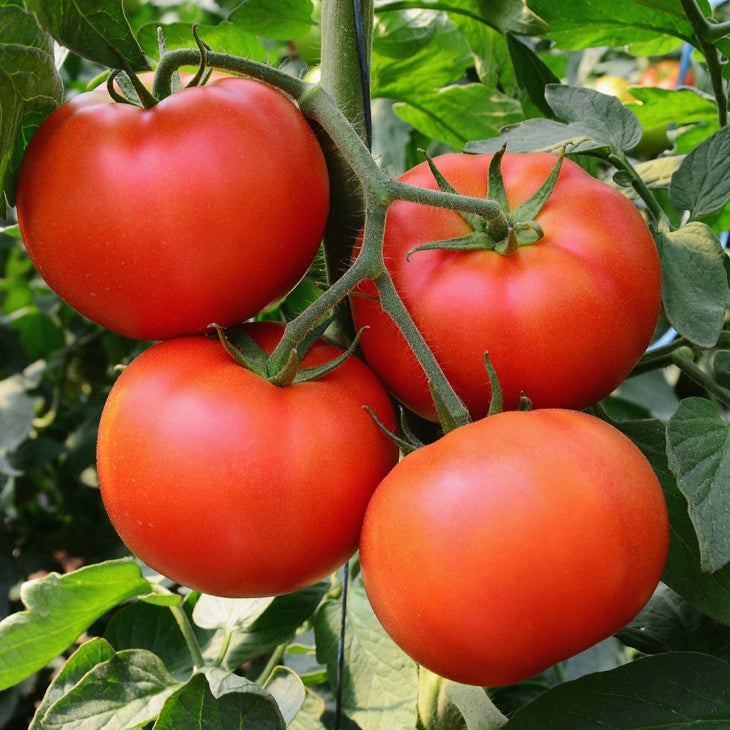 Tomato Seeds - Homestead