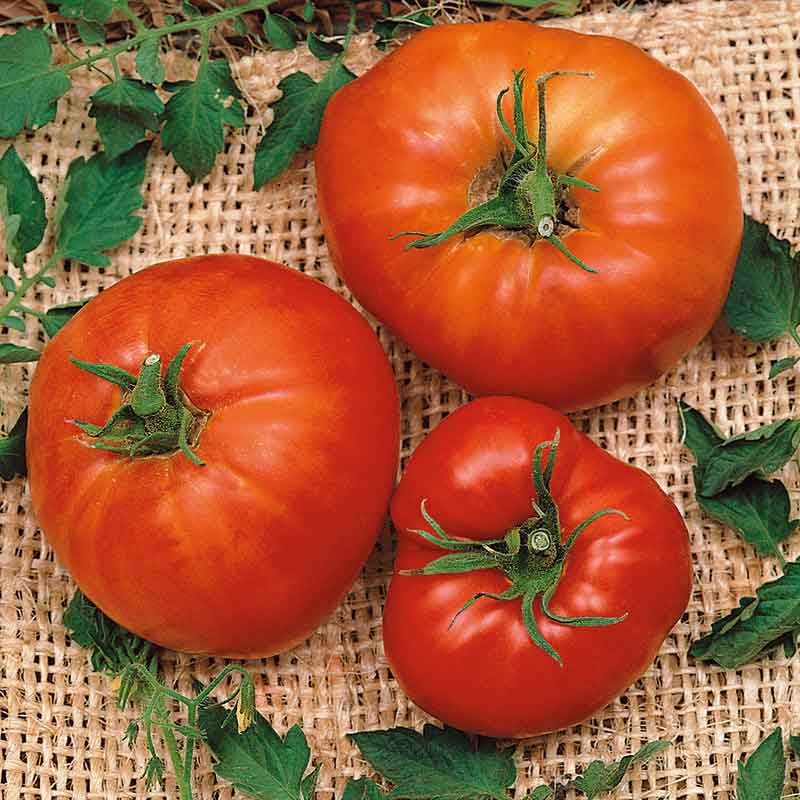 Tomato Seeds - Marglobe