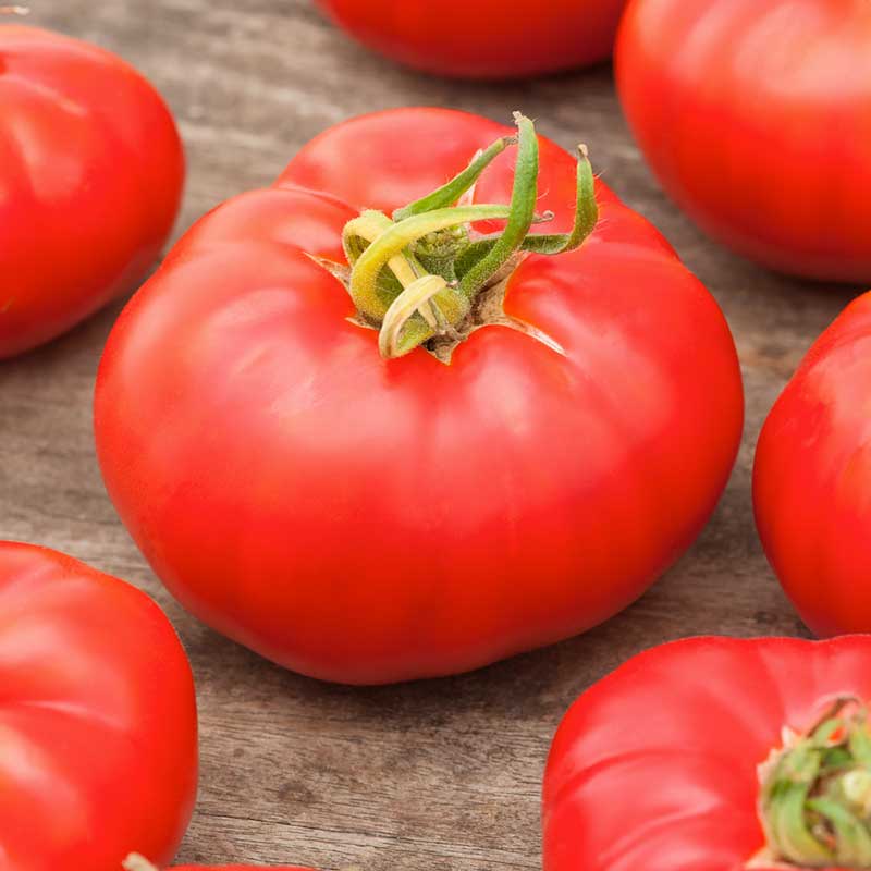 Tomato Seeds - Marmande VF