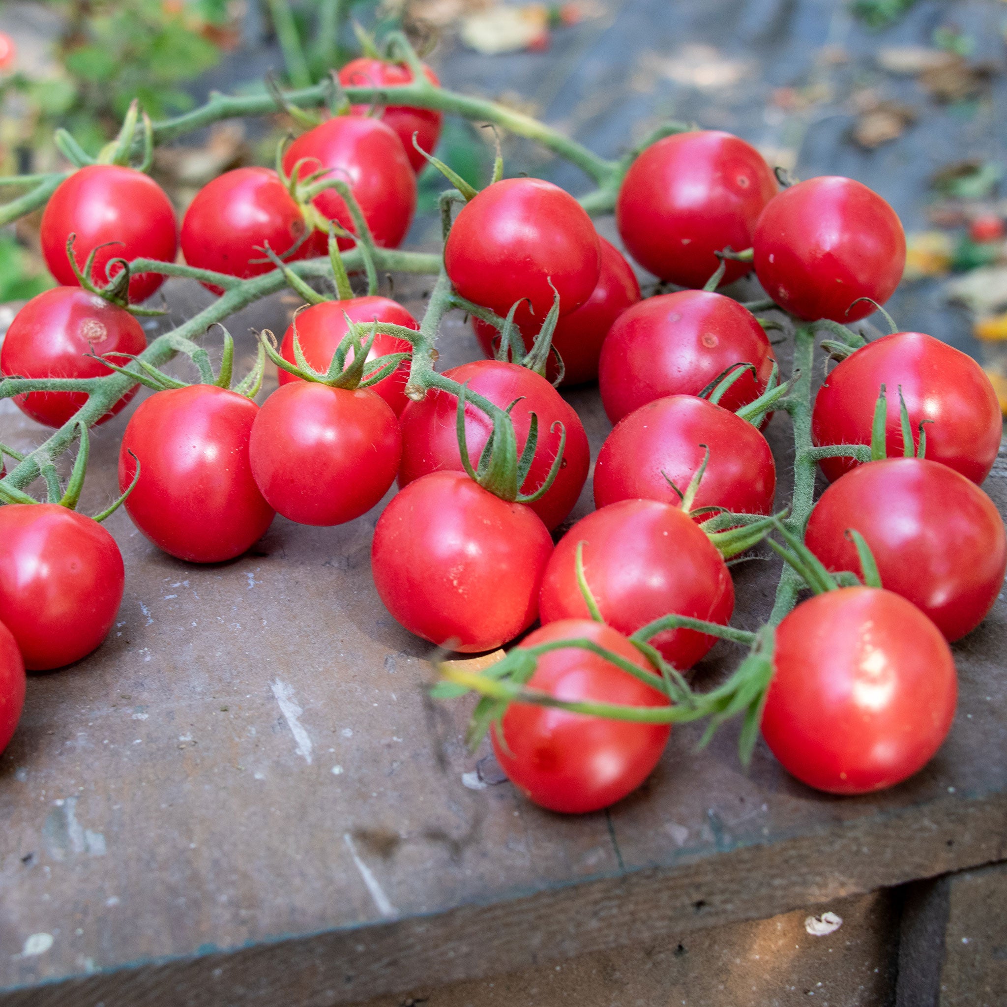 Tomato Seeds - Melon F1