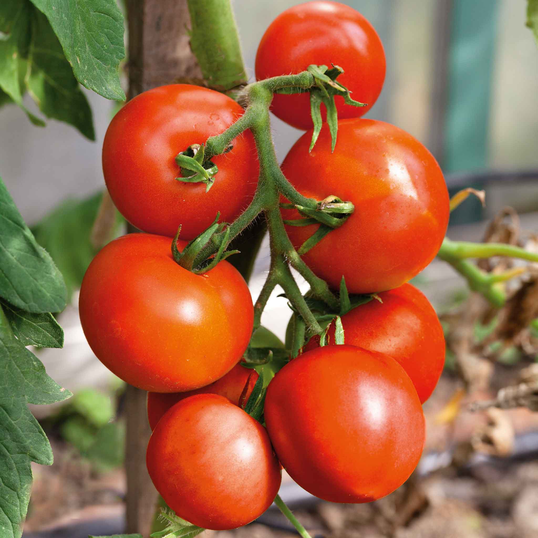 Tomato Seeds - Moneymaker