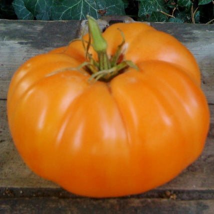 Organic Tomato Seeds - Amana Orange