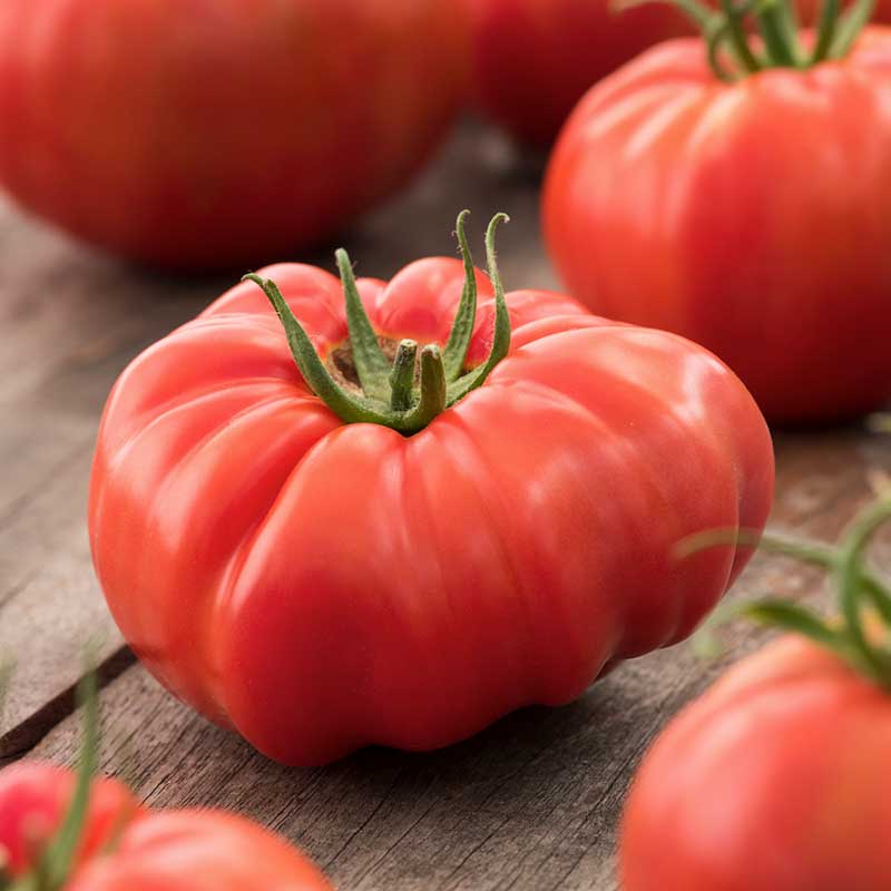 Organic Tomato Seeds - Beefsteak