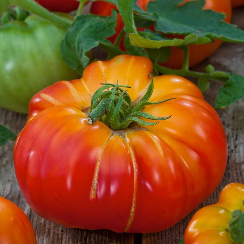 Organic Tomato Seeds - Big Rainbow