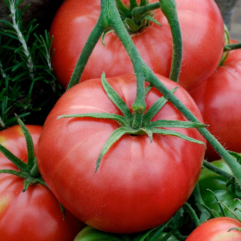 Organic Tomato Seeds - Brandywine