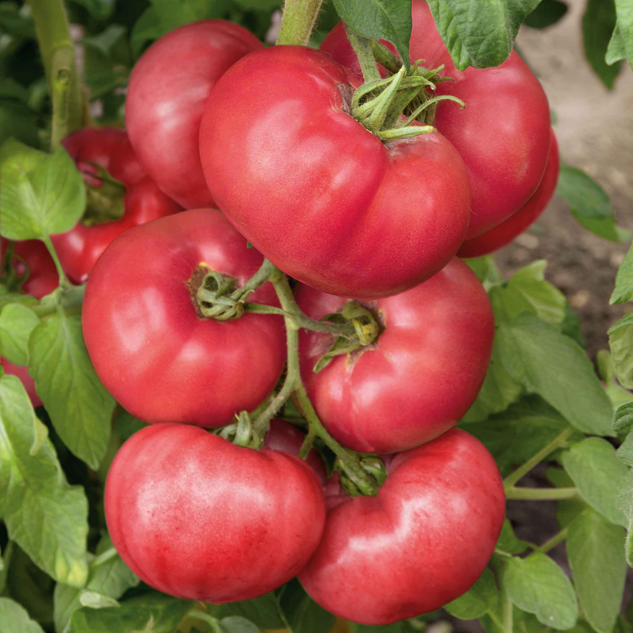 Organic Tomato Seeds - Brandywine Pink