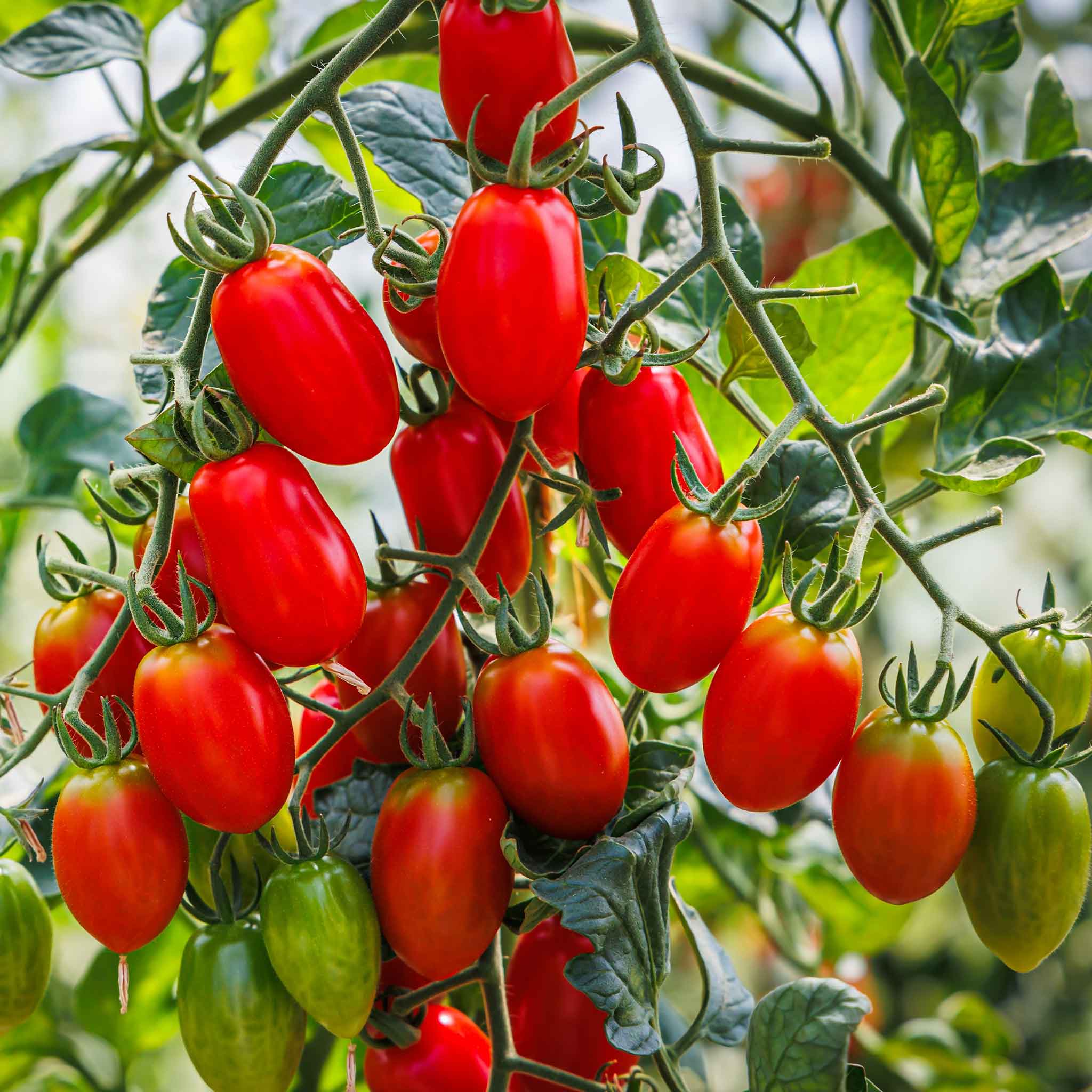 Organic Tomato Seeds - Roma