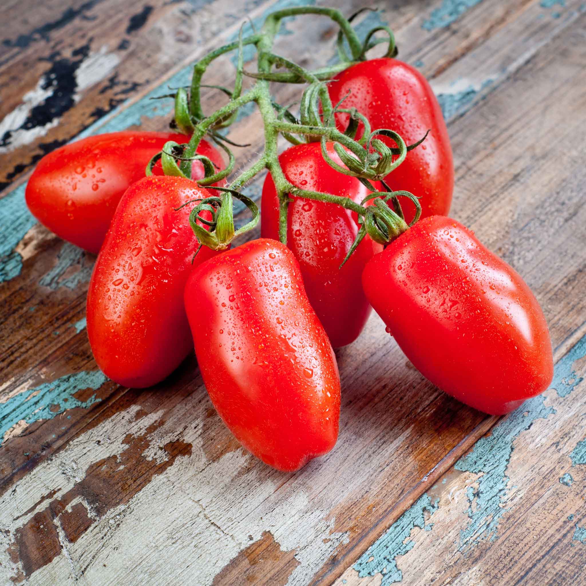 Organic Tomato Seeds - Roma