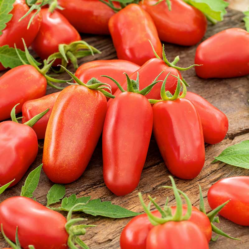 Organic Tomato Seeds - San Marzano