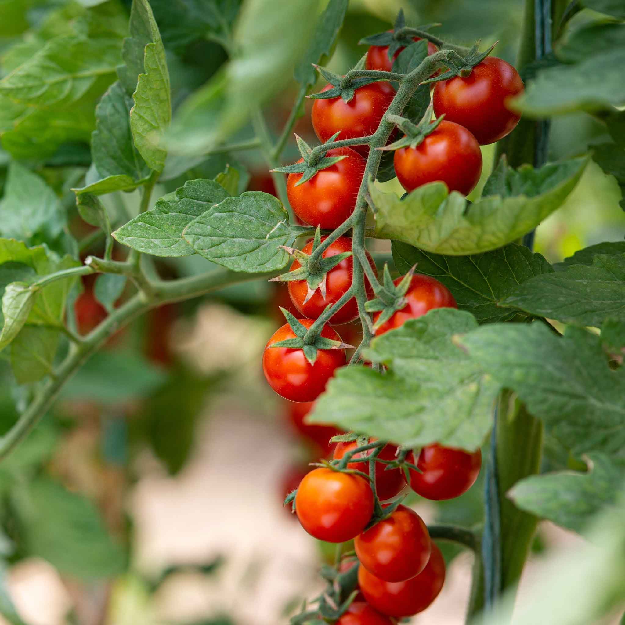 Organic Tomato Seeds - Small Red Cherry