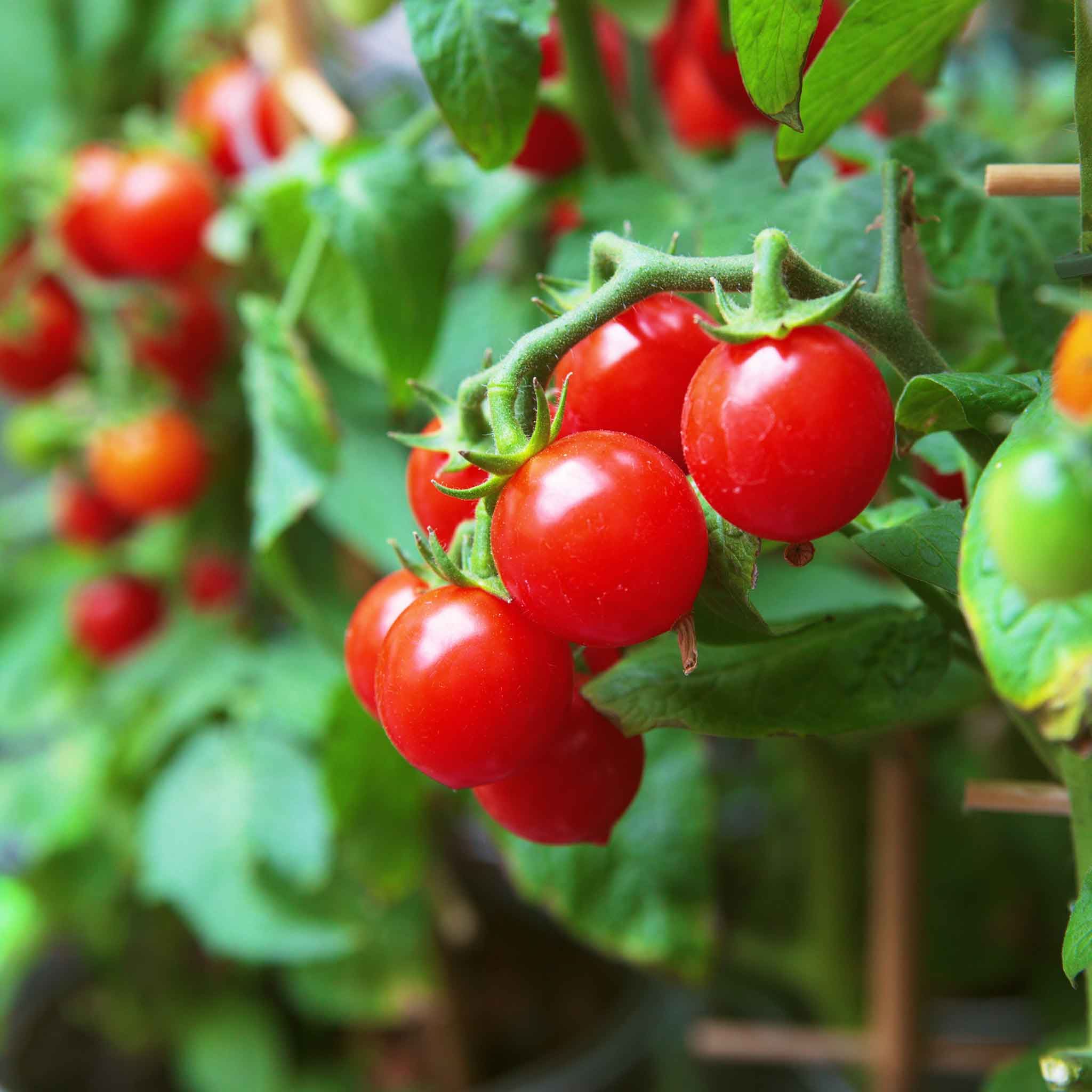 Organic Tomato Seeds - Small Red Cherry