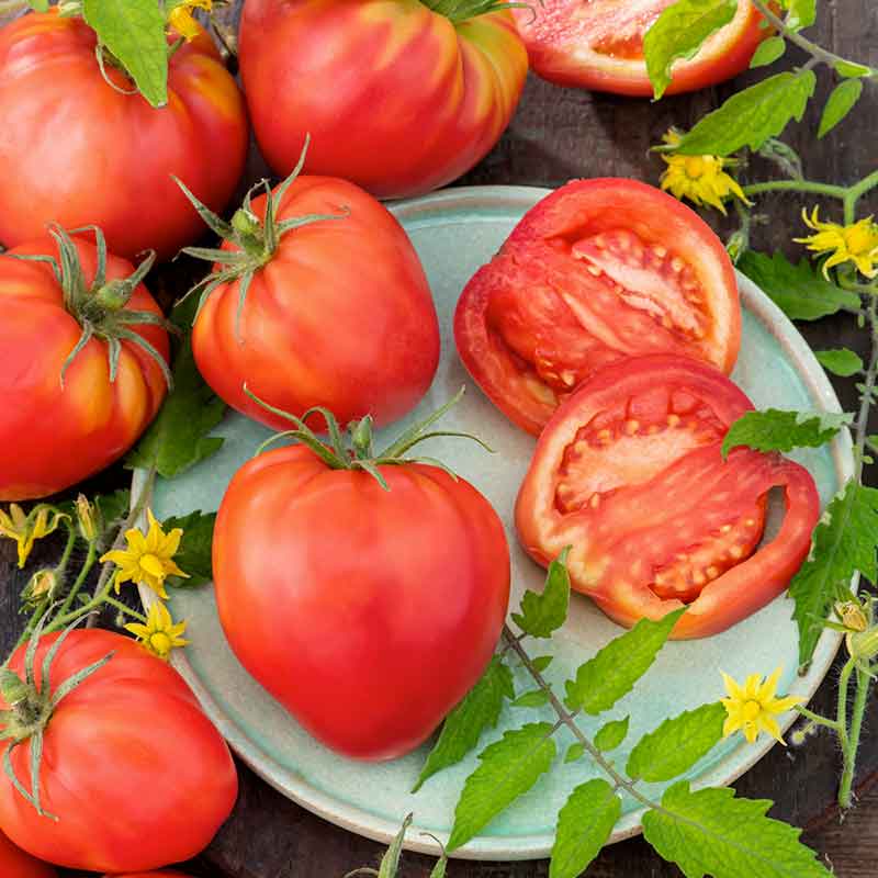 Tomato Seeds - Oxheart Pink