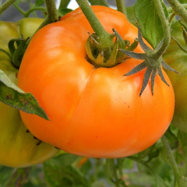 Tomato Seeds - Persimmon