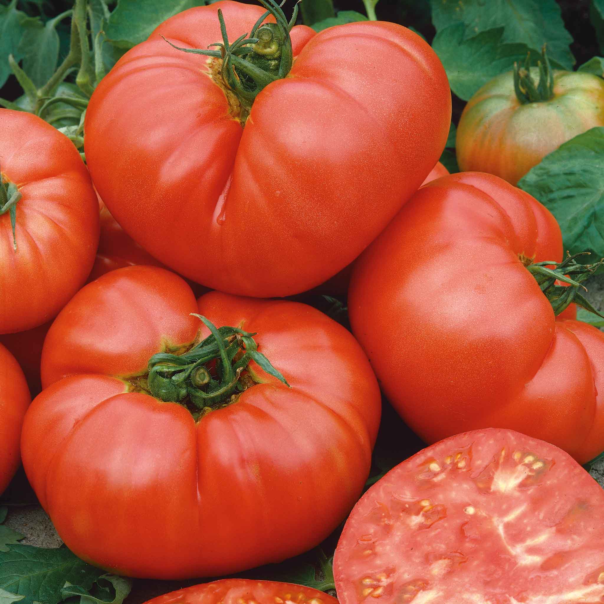 Tomato Seeds - Ponderosa Pink