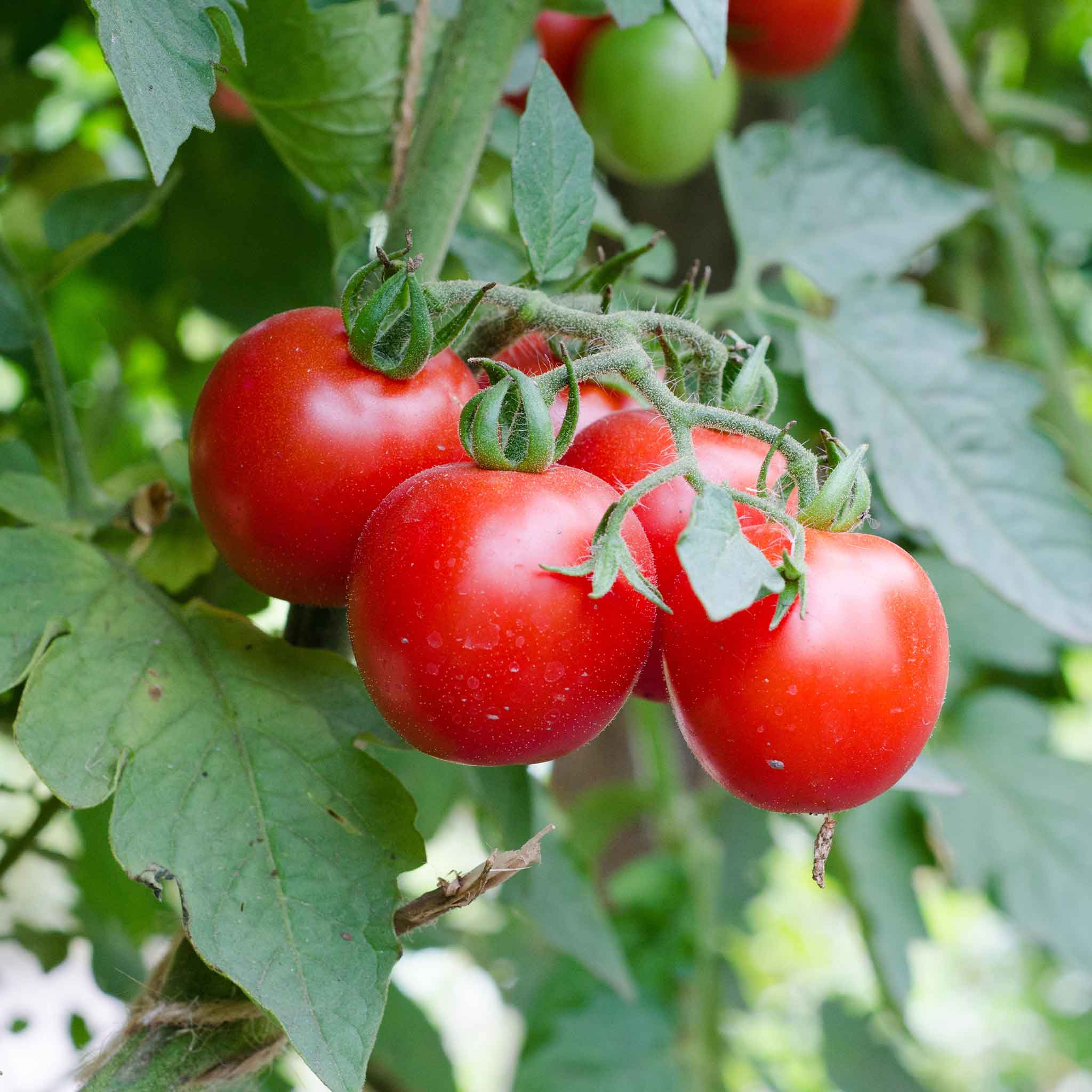 Tomato Seeds - Red Cherry - Large