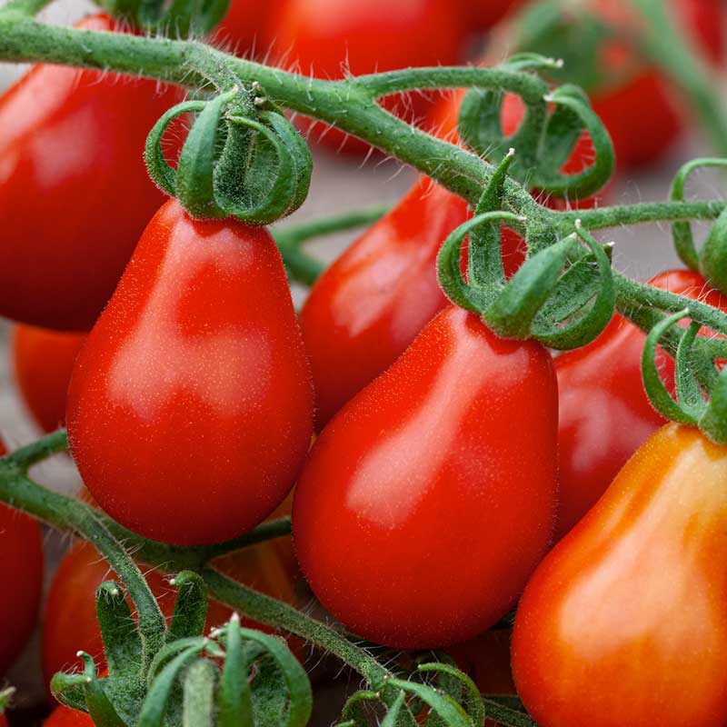 Tomato Seeds - Red Pear