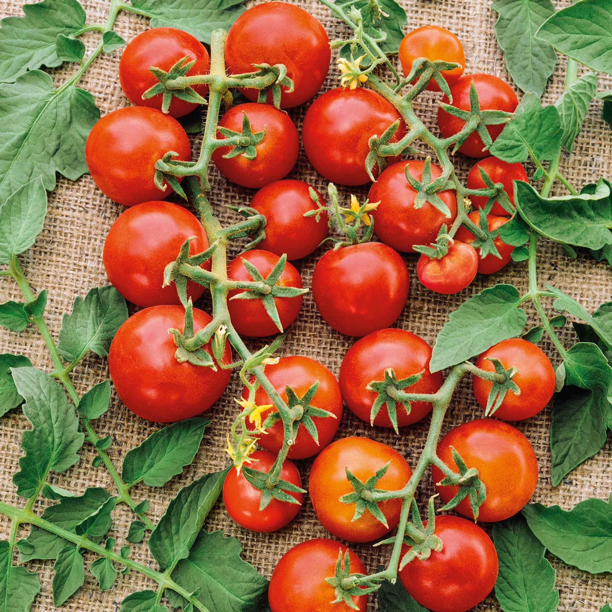 Tomato Seeds - Small Red Cherry