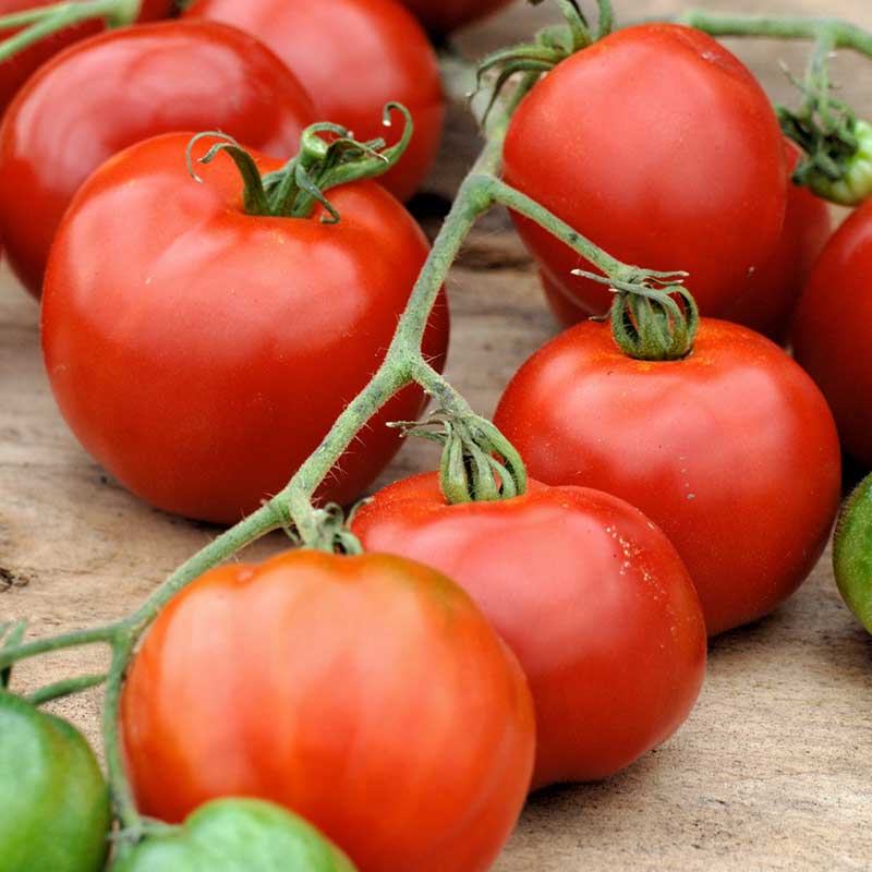 Tomato Seeds - Stupice