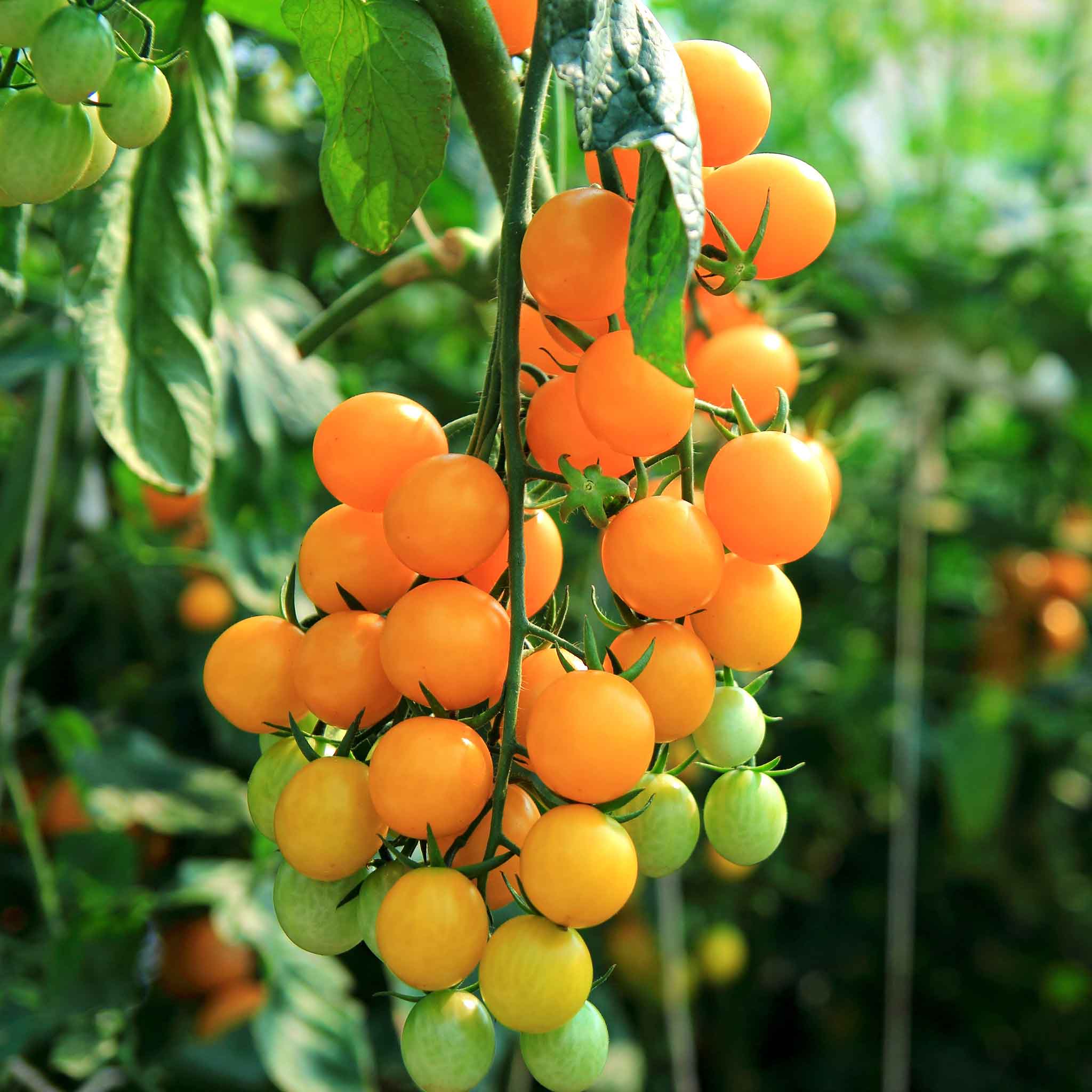 Tomato Seeds - Sungold