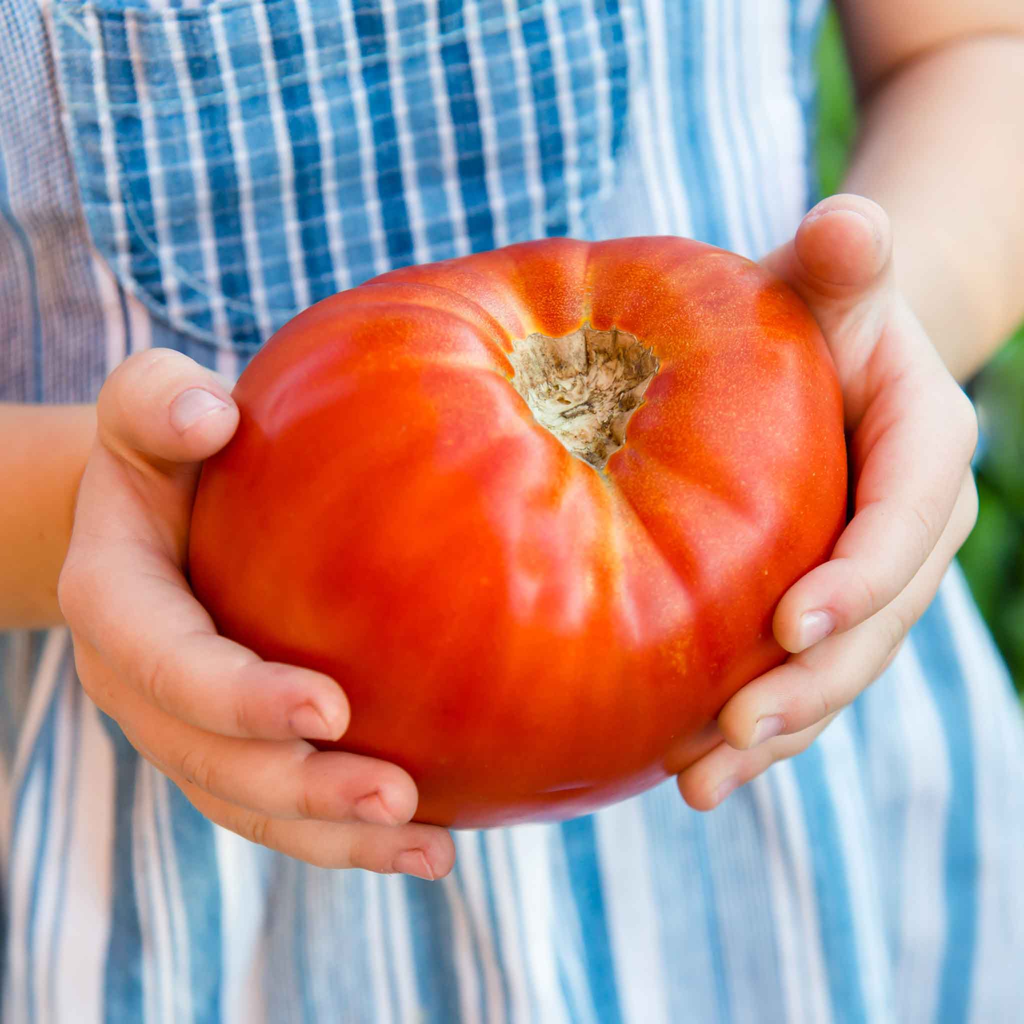 Tomato Seeds - Supersteak Hybrid