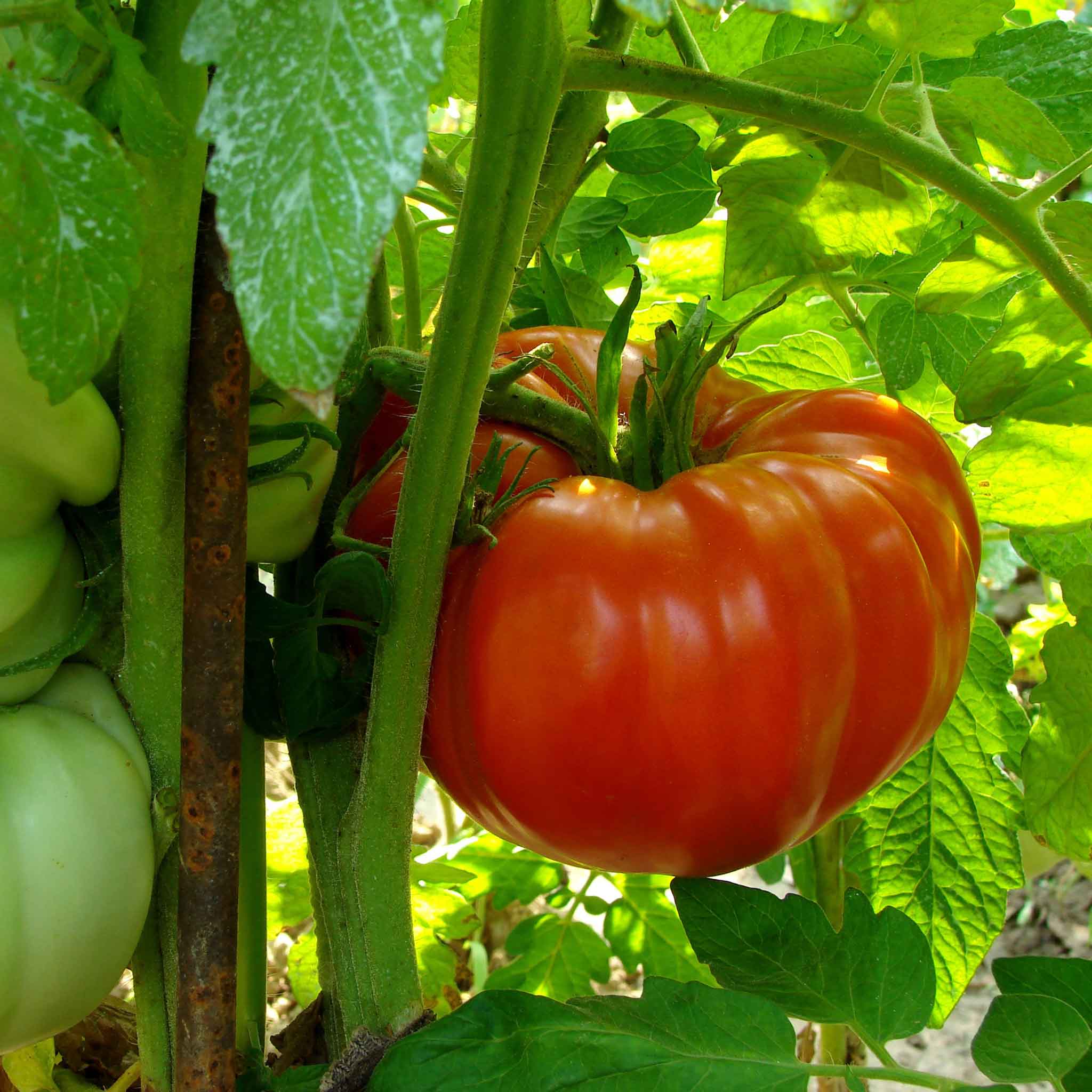 Tomato Seeds - Supersteak Hybrid