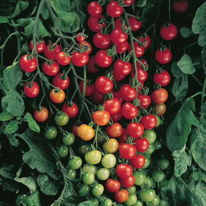 Tomato Seeds - Supersweet 100