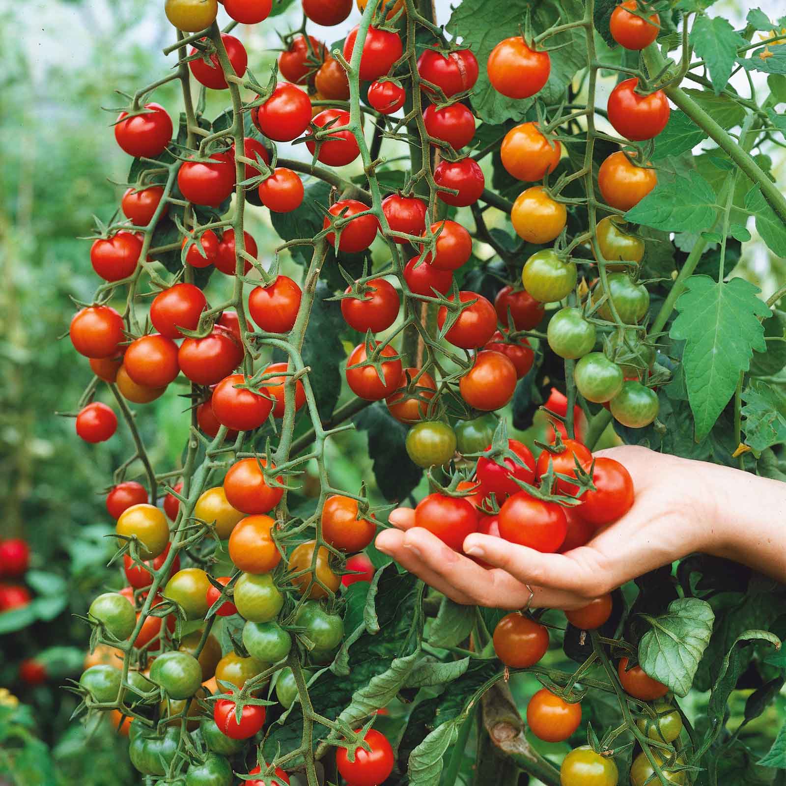 Tomato Seeds - Supersweet 100