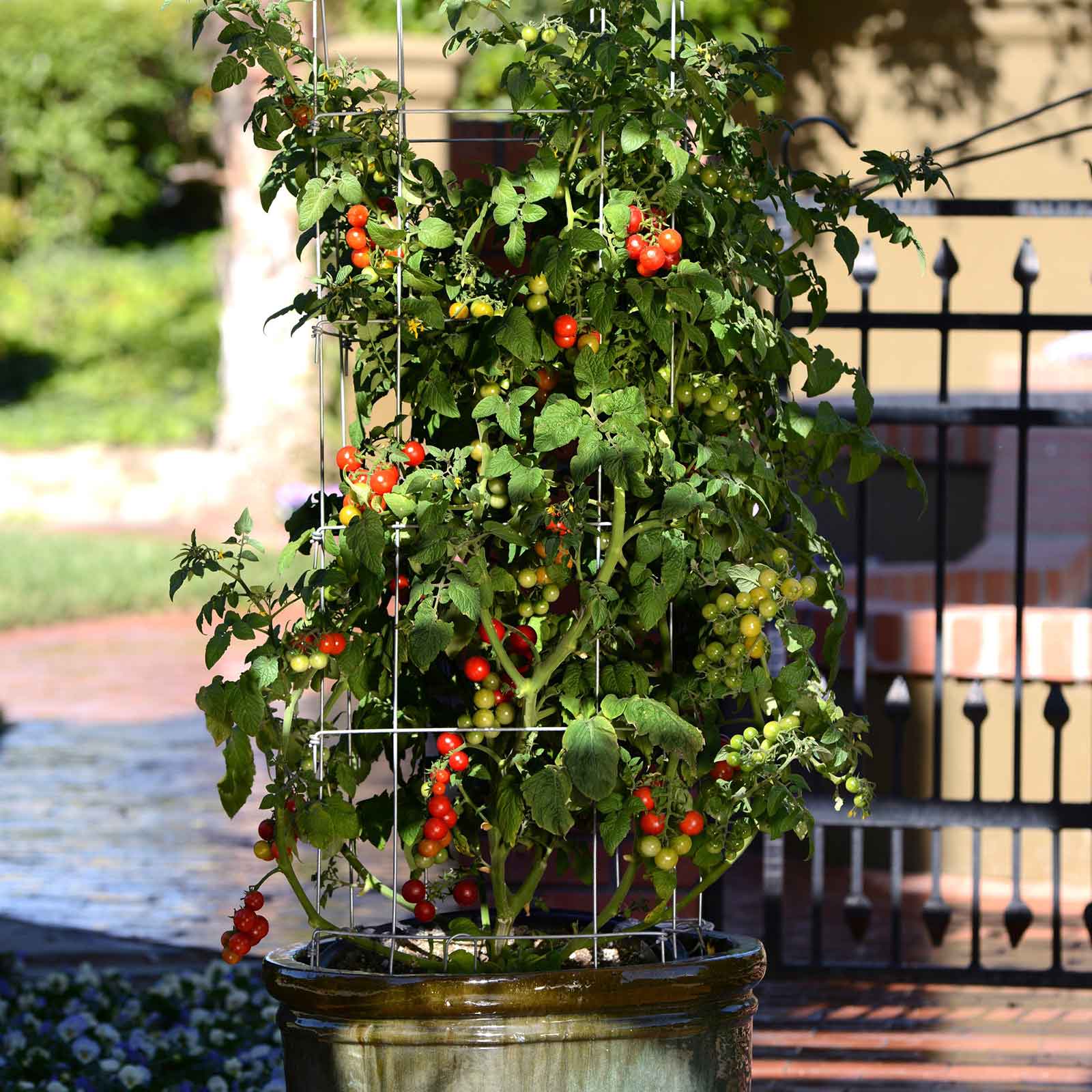 Tomato Seeds - Tidy Treats