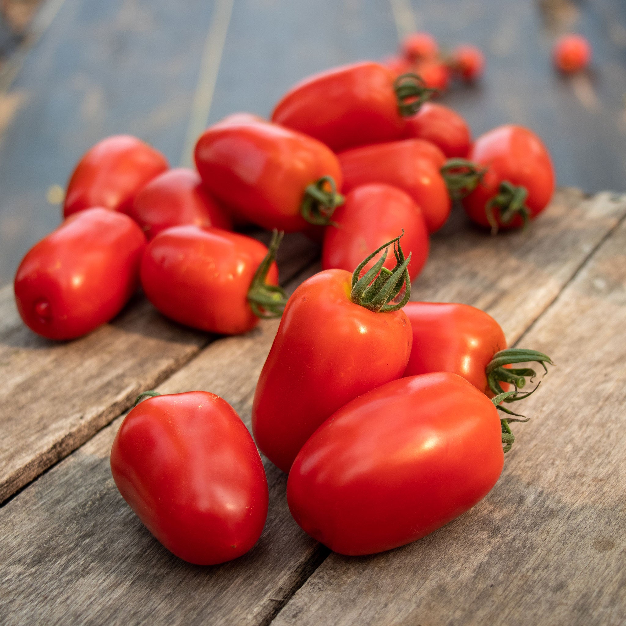 Tomato Seeds - Trutti-Frutti Paprika F1