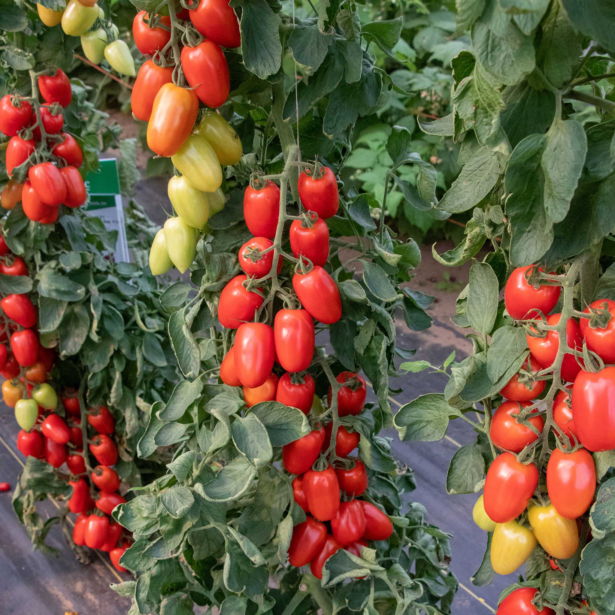 Tomato Seeds - Trutti-Frutti Paprika F1