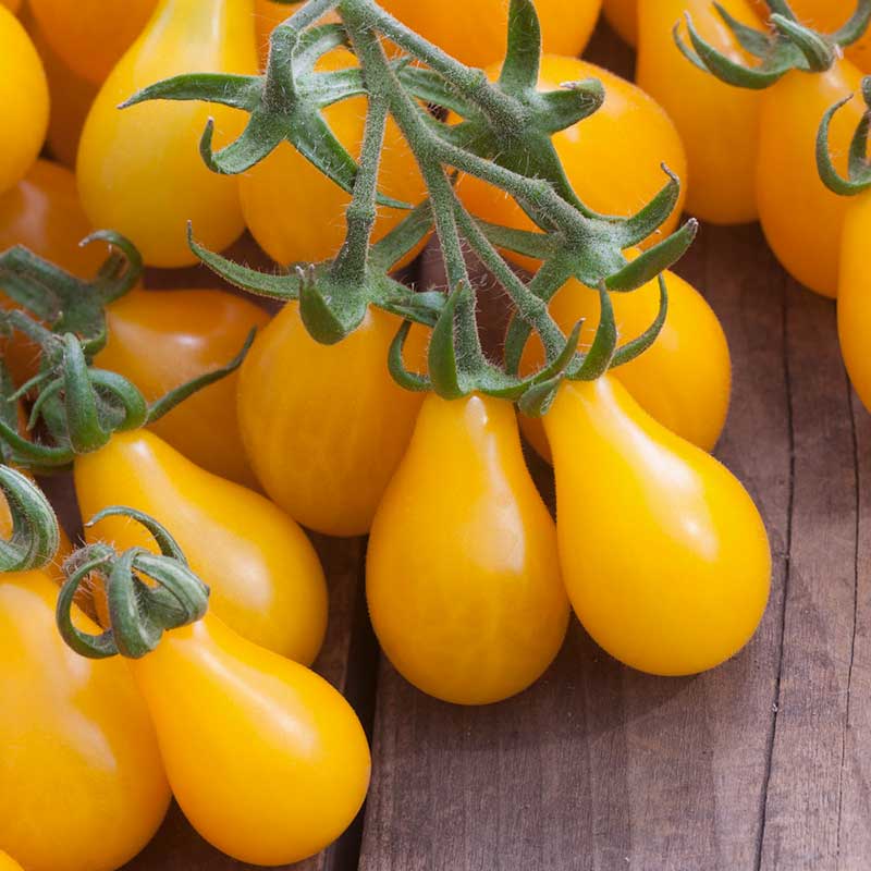 Tomato Seeds - Yellow Pear