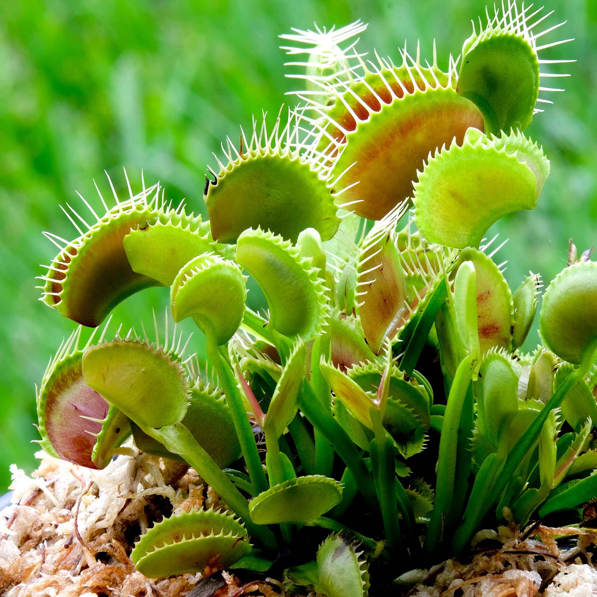 Venus Flytrap Seeds| Flower Seeds