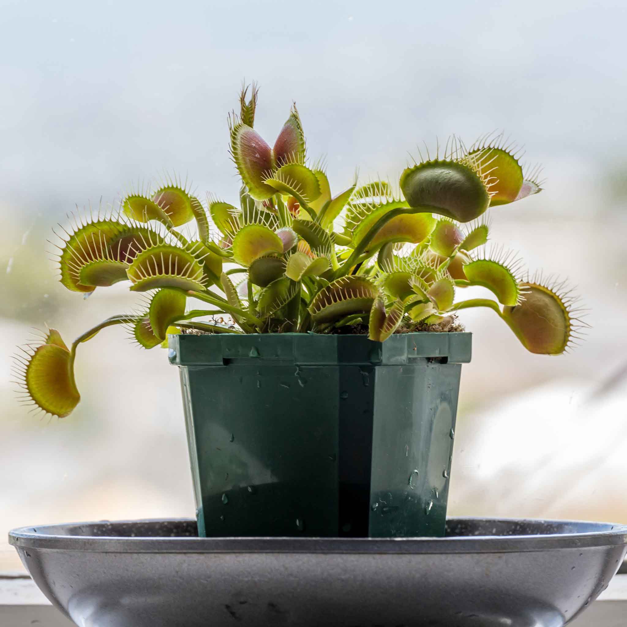 Venus Flytrap Seeds| Flower Seeds