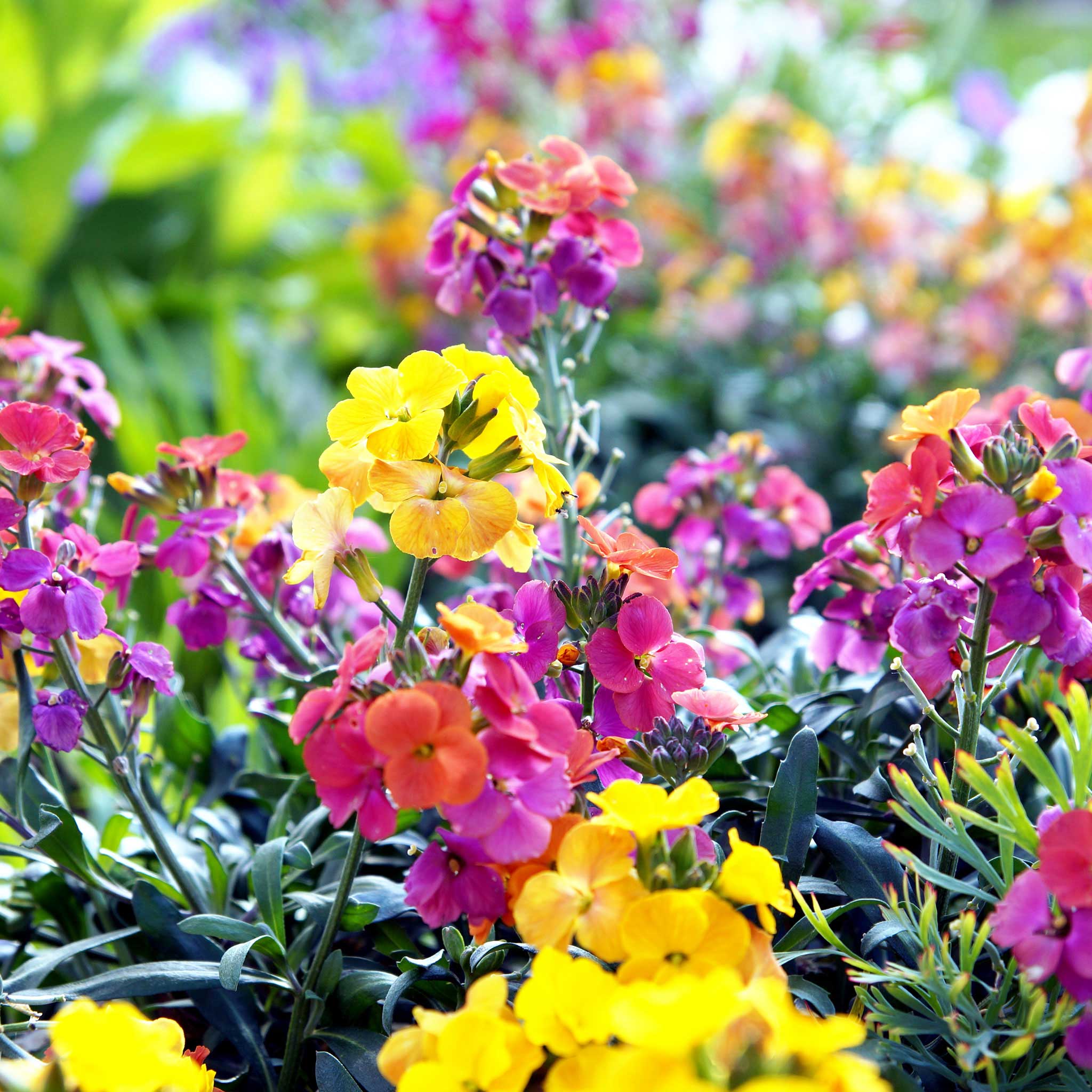 English Wallflower Seeds