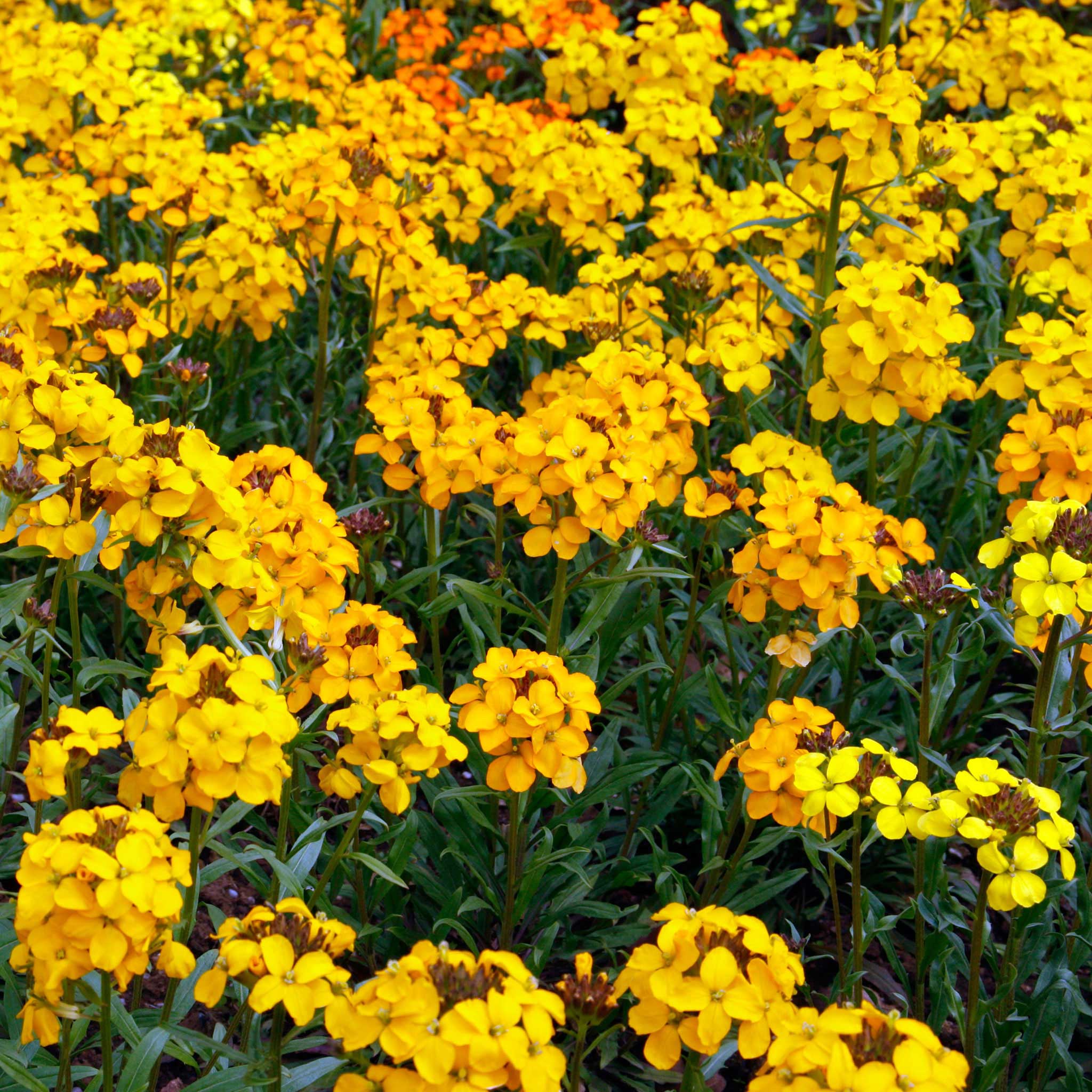 Siberian Wallflower Seeds