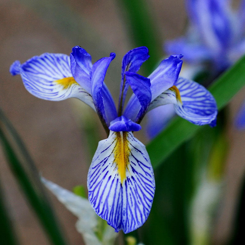 Wild Blue Iris Seeds