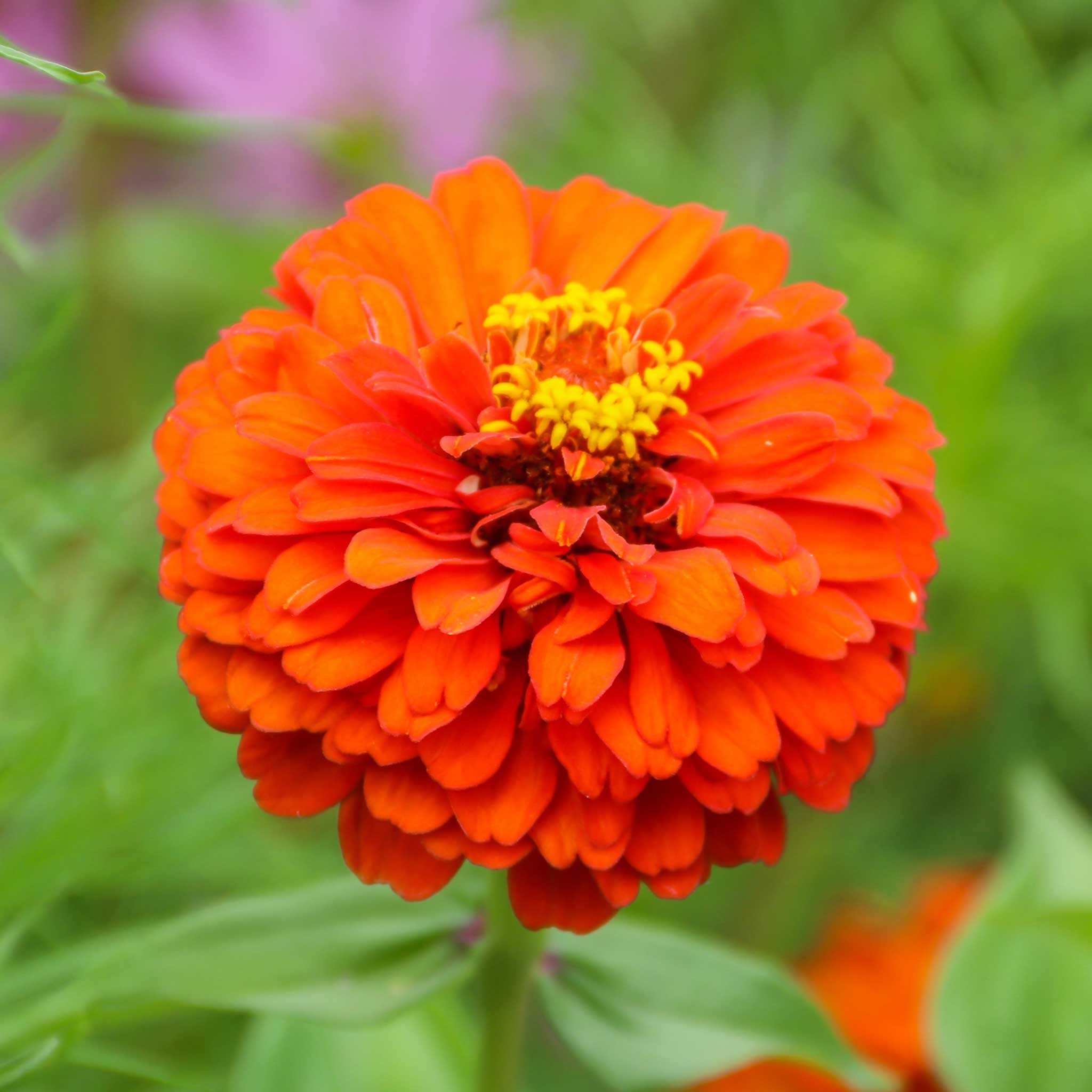 Zinnia Seeds - Queeny Pure Orange