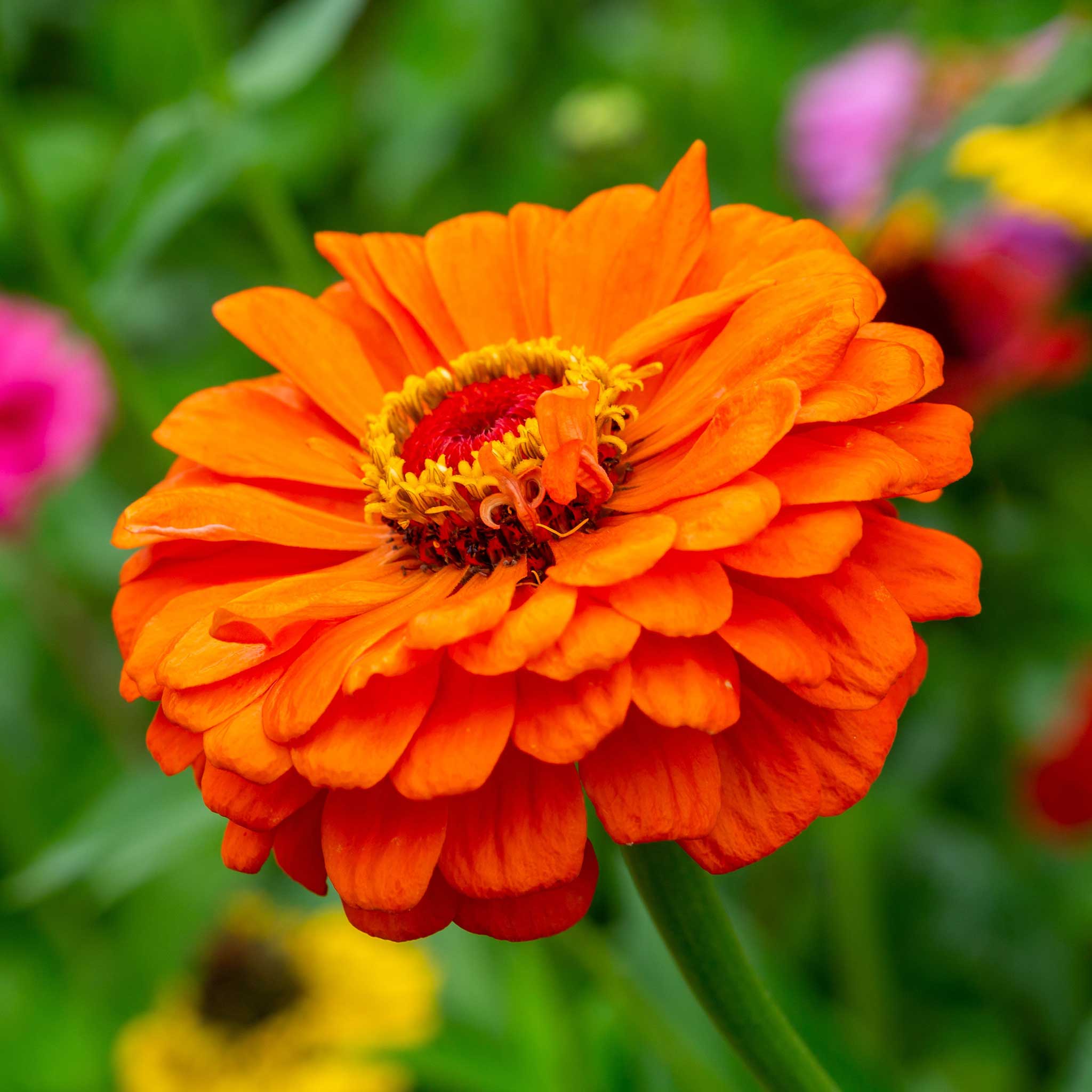 Zinnia Seeds - Queeny Pure Orange